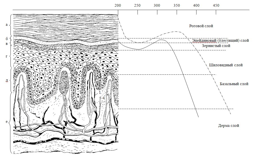 Строение кожи