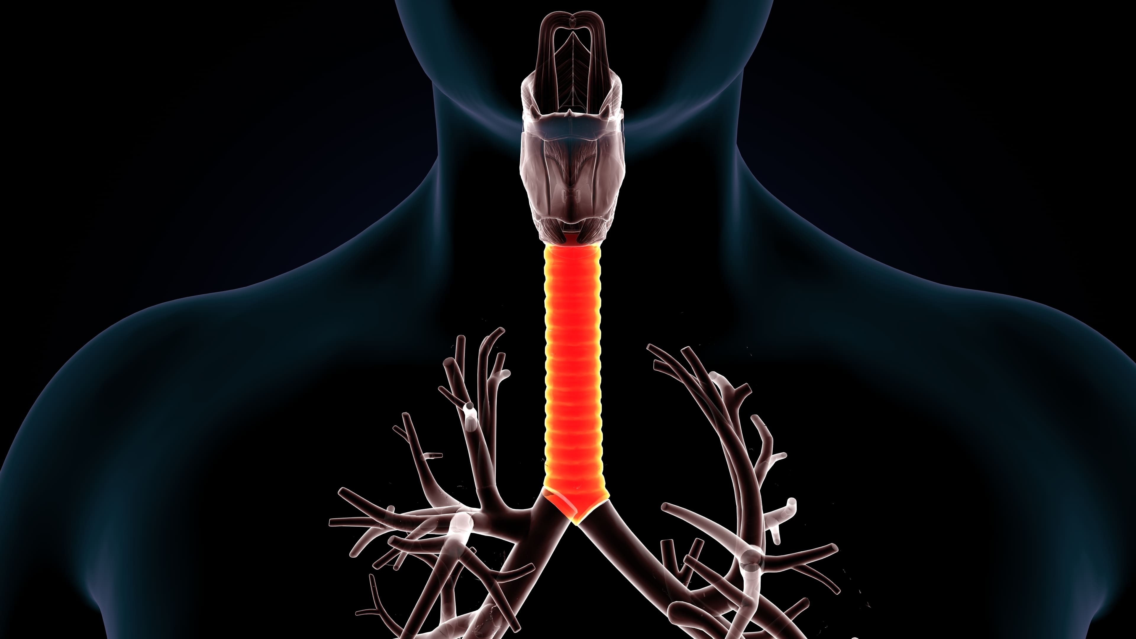 Изображение трахеи